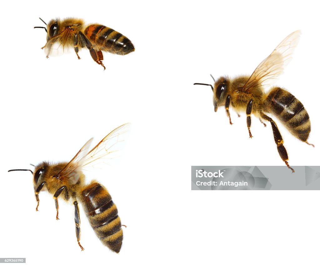 Bees Bee Stock Photo