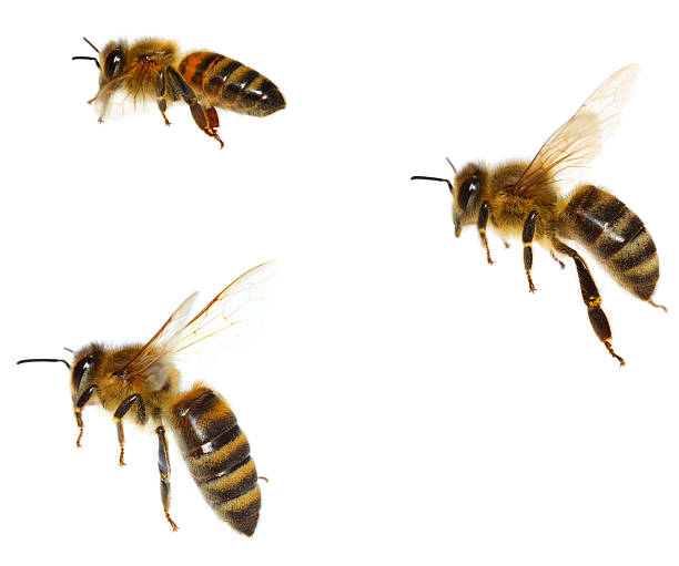 Bees Bees honey bee stock pictures, royalty-free photos & images