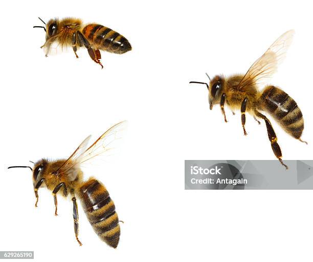 Bees Stock Photo - Download Image Now - Bee, Cut Out, Honey Bee