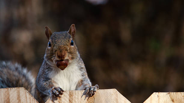 esguicho em cerca - curious squirrel - fotografias e filmes do acervo