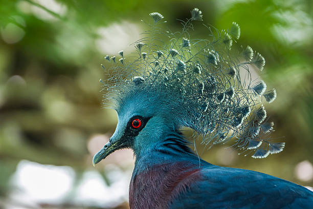 istock Victoria crowned pigeon 629266802