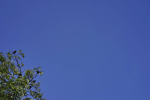 Birds on tree with blue sky background. stock photo