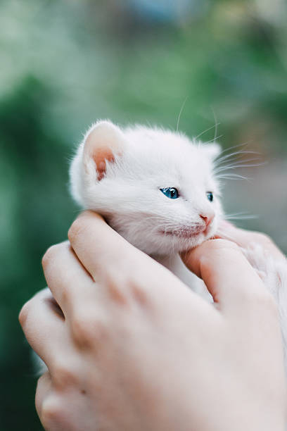 istock White cat with blue eyes held by a person w 629267506