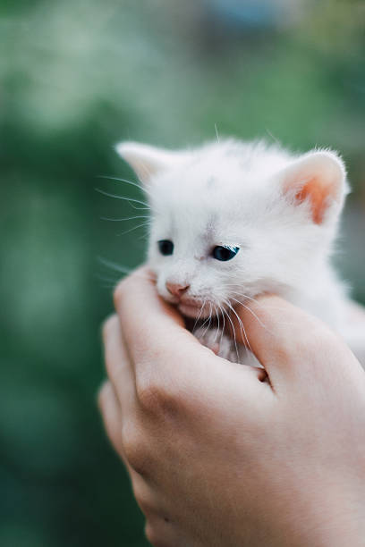 istock White cat with blue eyes on a green background 629267538