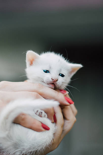 istock White playful cat laying on a persons hand 629267568