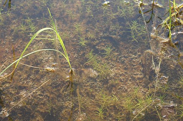 istock Moss was born under the water in the paddy fields 629268900