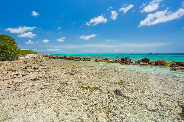 istock Flamingo beach at Aruba island 629274526