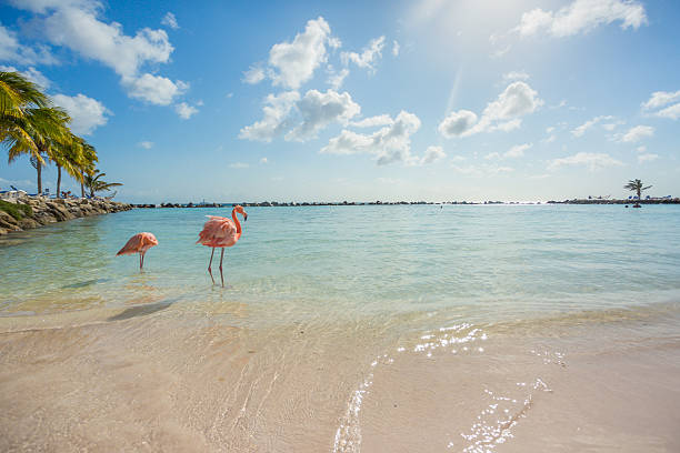 Two flamingos on the beach Flamingos on the Aruba beach. Flamingo beach aviary photos stock pictures, royalty-free photos & images