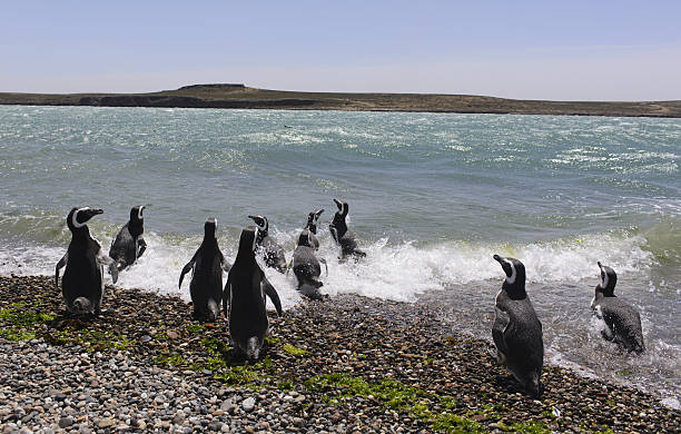 Penguin of Magellan Penguin of Magellan, (Spheniscus Magallanicus). Colony on Isla Penguin, off the Atlantic Coast of Patagonia, Argentina, South America. punta tombo stock pictures, royalty-free photos & images