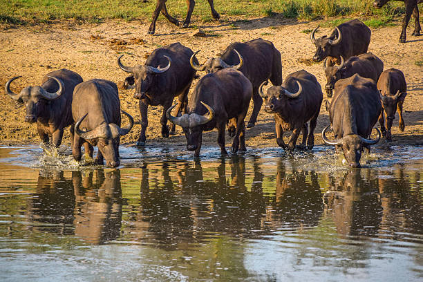 istock Water Buffalo Herd Drinking Water 629275272