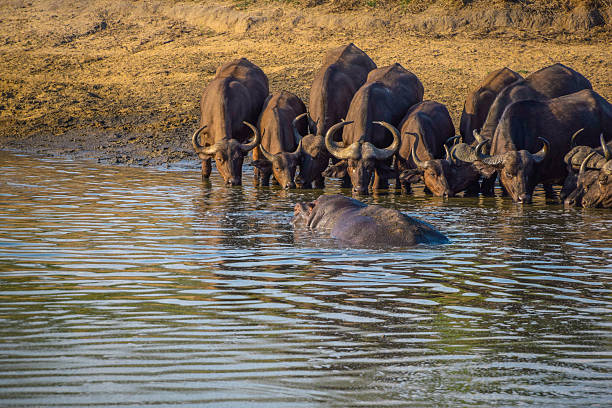 istock Water Buffalo Herd Drinking Water 629275316