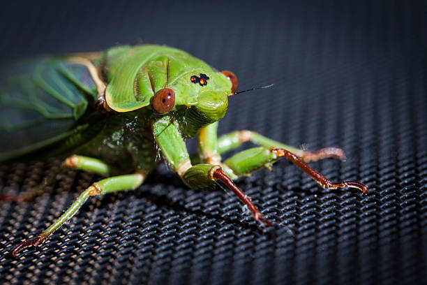 The Green Grocer Cicada extreme closeup portrait - one of the loudest insects in the world on dark background