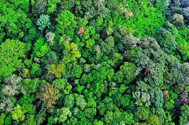 istock Aerial view of forest 629277082