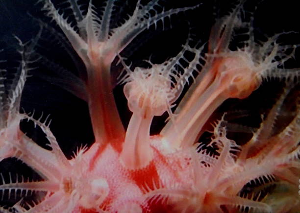 подводные живые вещи - pentagonaster starfish стоковые фото и изображения