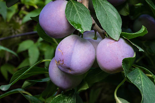 Plums hangig from the tree