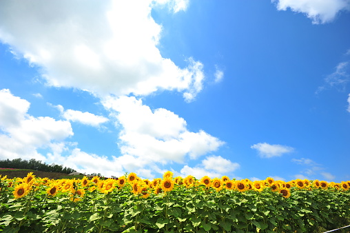 Sunflower Fields in Hokkaido, Japan