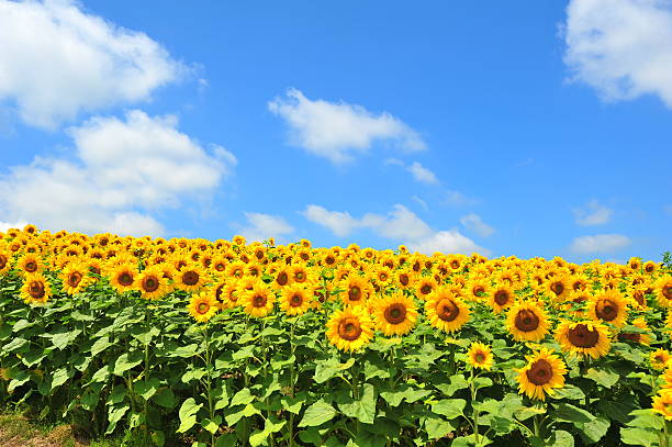 pola słonecznika w: hokkaido - sunflower field flower yellow zdjęcia i obrazy z banku zdjęć