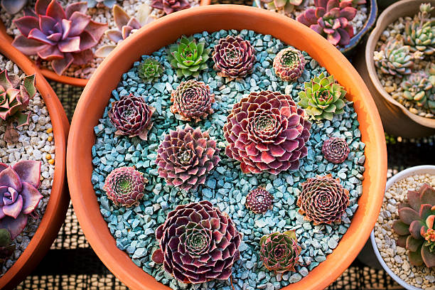 Sempervivum succulent plants in flower pot