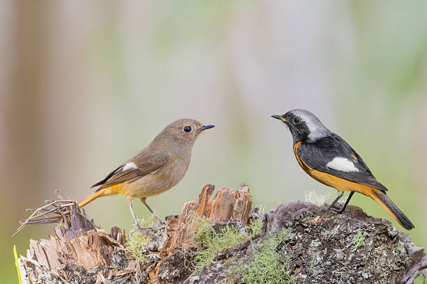 istock Beautiful birds standing on the log at sunrise. 629292978