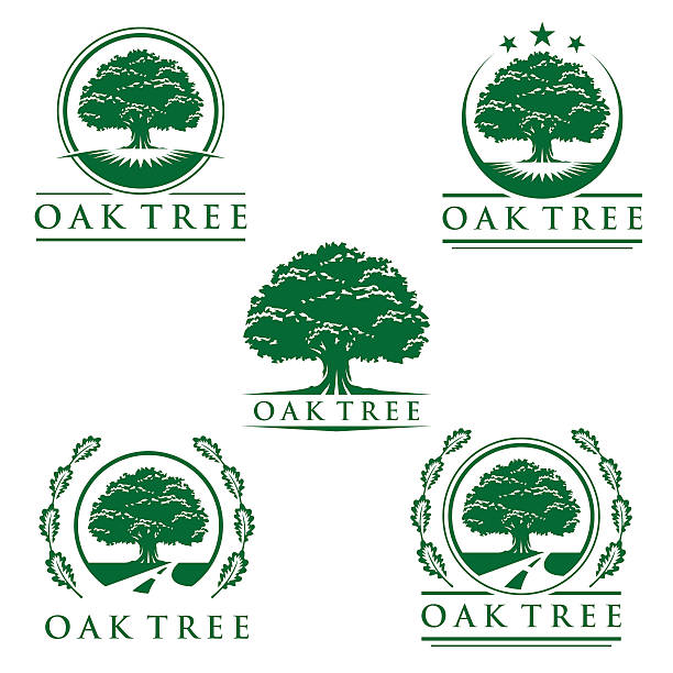 ilustraciones, imágenes clip art, dibujos animados e iconos de stock de conjunto de diseño vectorial del logotipo del roble abstracto - oak tree