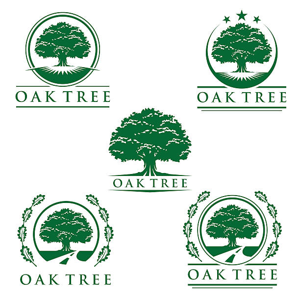 набор абстрактных дуба логотип вектор дизайн - oak tree stock illustrations