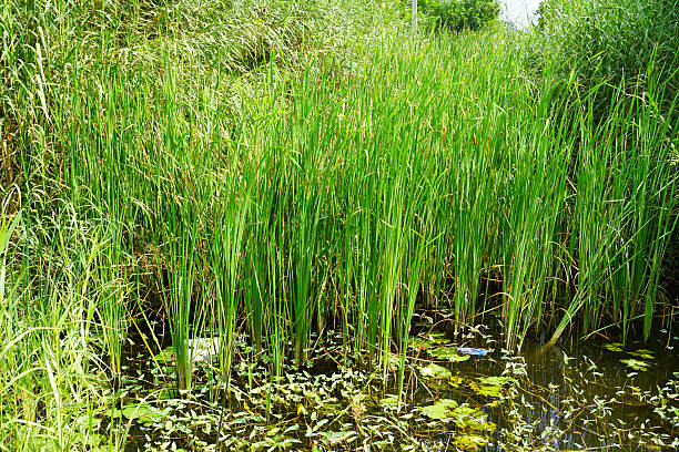 Nile Reeds 170+ Nile River River Africa Reed Stock Photos, Pictures & Royalty-Free ...