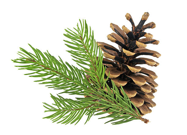 istock Pine cone and fir tree branch on a white background 629296940