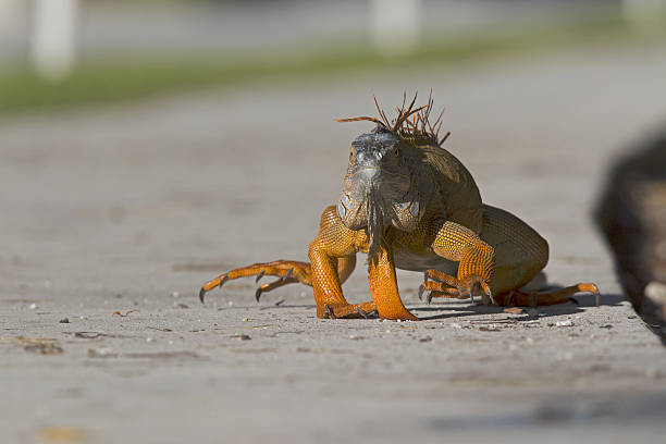 istock Green iguana (Iguana iguana) walking relaxed on the sidewalk. 629305764