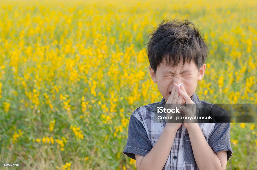 boy has allergies from flower pollen Little Asian boy has allergies from flower pollen in field Allergy Stock Photo