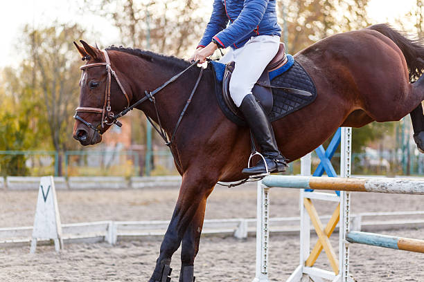 istock Close up image of jumping horse over hurdle 629308264
