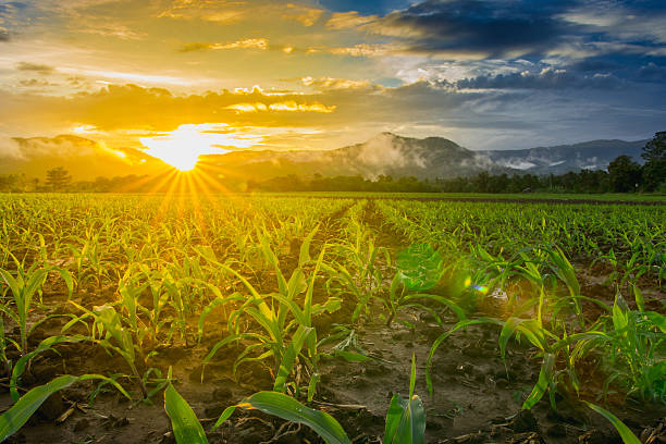 istock young green corn field in agricultural garden 629320444