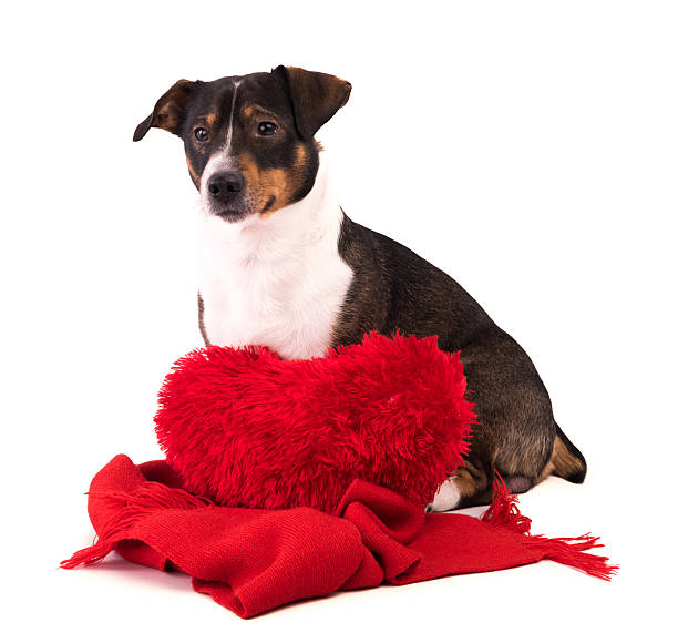 istock Dog in Christmas and New Year on a white background 629320832