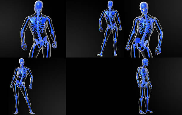 istock 3D rendering illustration of the skeleton bone 629321558