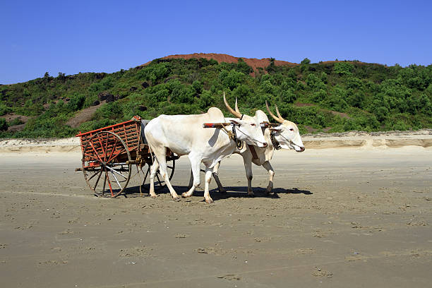 istock buffalo drawn to a cart going on the sandy shore 629321588