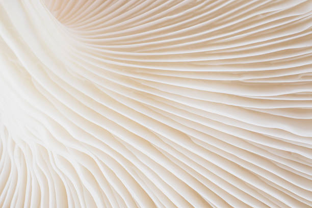 istock abstract background macro of Sajor-caju Mushroom 629321690