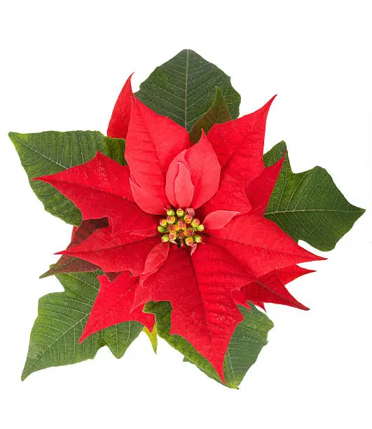 live christmas flower red Poinsettia in the pot isolated on white backround