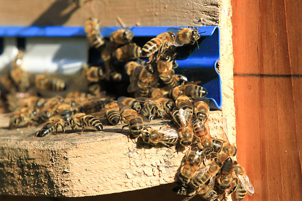 swarm of bees produce honey