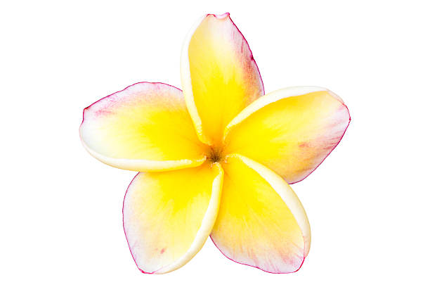 istock Frangipani Flower or Plumeria 629322738