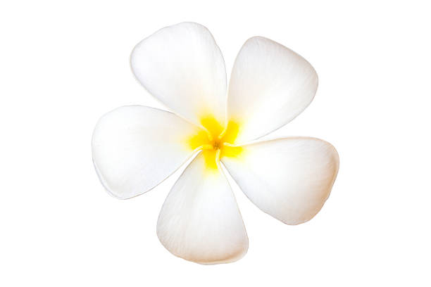 istock Frangipani Flower or Plumeria 629322790