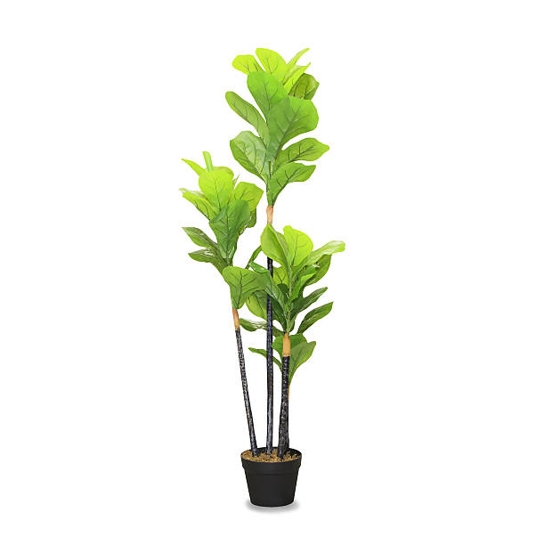 istock Big dracaena palm in a pot isolated over white 629322866