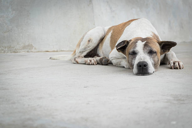 길 잃은 개는 자고있다. - dog stray animal depression sadness 뉴스 사진 이미지