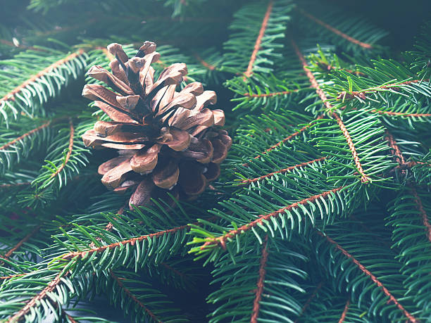 istock Fir tree branches winter mood with pine cones. Toned 629339386