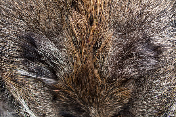 istock Fur of wild boar 629339802