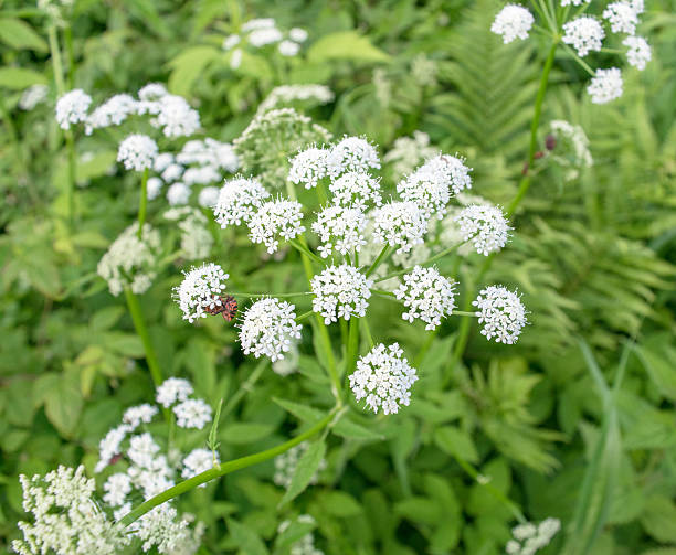 istock Wild nature of Russia 629340214