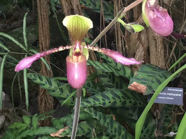 orchidea ladyslipper viola e verde - ladyslipper foto e immagini stock