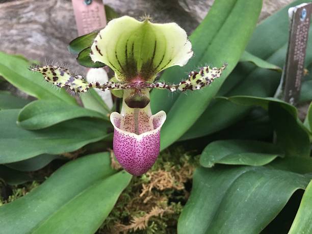 purple and green ladyslipper orchid - ladyslipper imagens e fotografias de stock