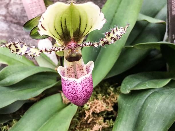 purple and green ladyslipper orchid - ladyslipper imagens e fotografias de stock