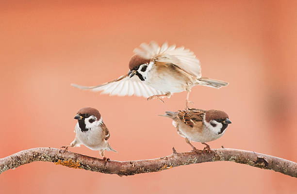 istock Three little angry birds arguing on a branch 629342164