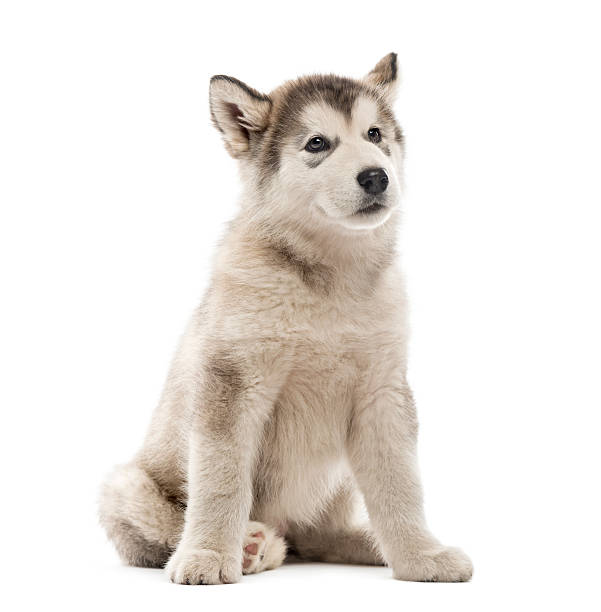 istock Alaskan Malamute puppy sitting isolated on white 629342364