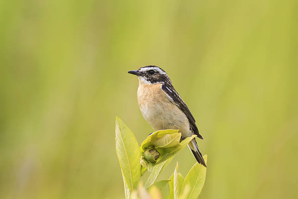 istock whinchat sit on the green branch in summer 629342818